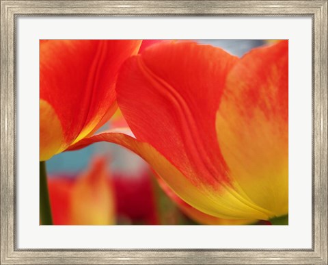 Framed Macro Of Colorful Tulip 3, Netherlands Print