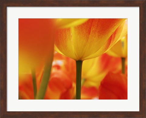 Framed Macro Of Colorful Tulip 4, Netherlands Print