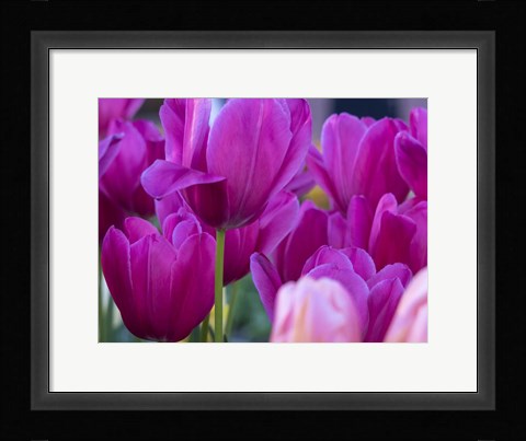 Framed Tulip Close-Ups 1, Lisse, Netherlands Print