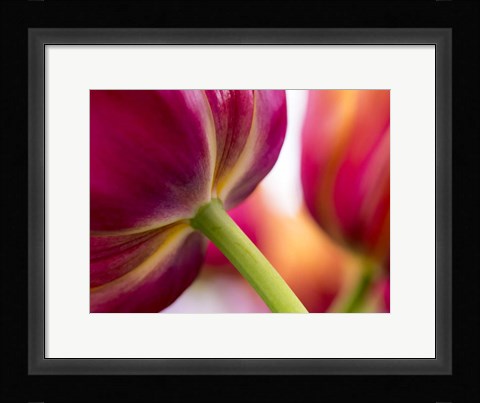 Framed Tulip Close-Ups 2, Lisse, Netherlands Print