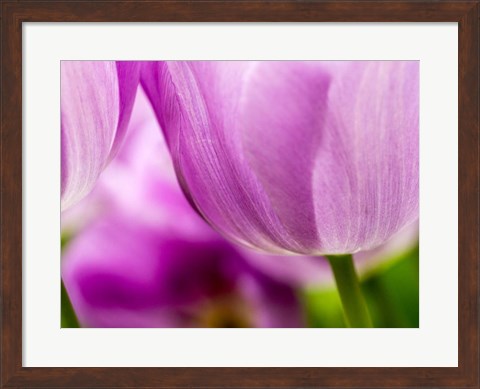 Framed Tulip Close-Ups 3, Lisse, Netherlands Print