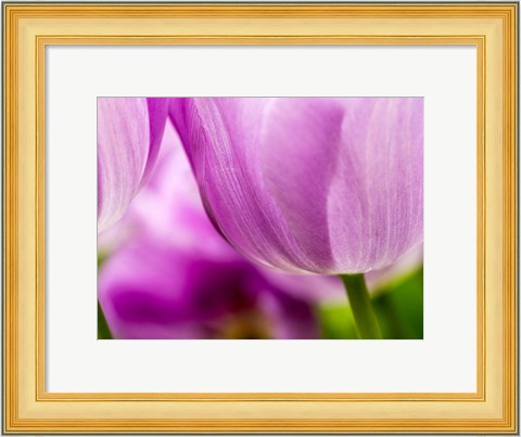 Framed Tulip Close-Ups 3, Lisse, Netherlands Print