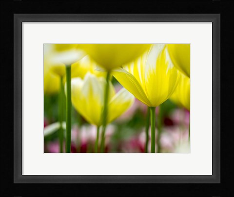 Framed Tulip Close-Ups 4, Lisse, Netherlands Print