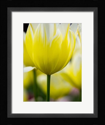 Framed Tulip Close-Ups 5, Lisse, Netherlands Print