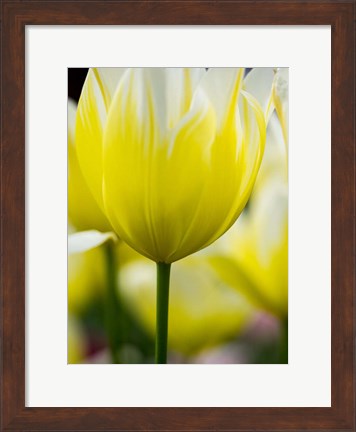 Framed Tulip Close-Ups 5, Lisse, Netherlands Print