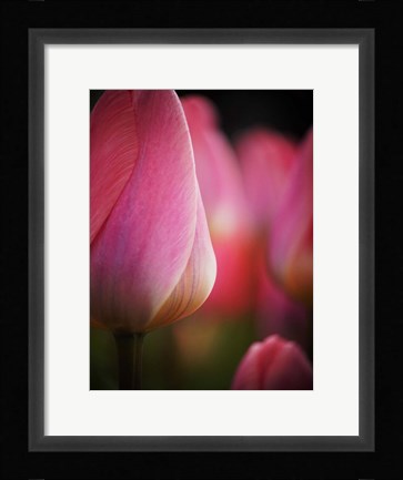 Framed Colorful Tulip 1, Netherlands Print