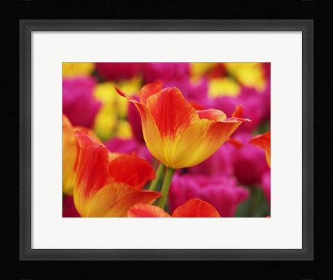 Framed Colorful Tulip 2, Netherlands Print