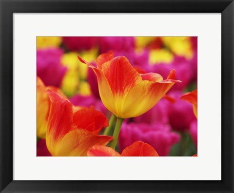 Framed Colorful Tulip 2, Netherlands Print