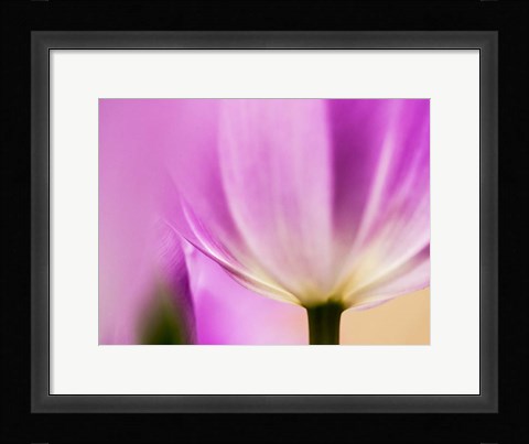 Framed Tulip Close-Up With Selective Focus 1, Netherlands Print