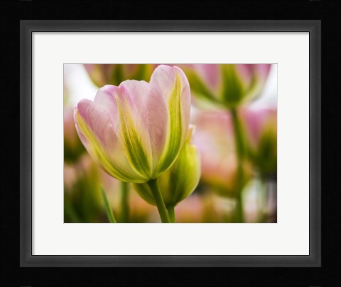 Framed Tulip Close-Up With Selective Focus 2, Netherlands Print