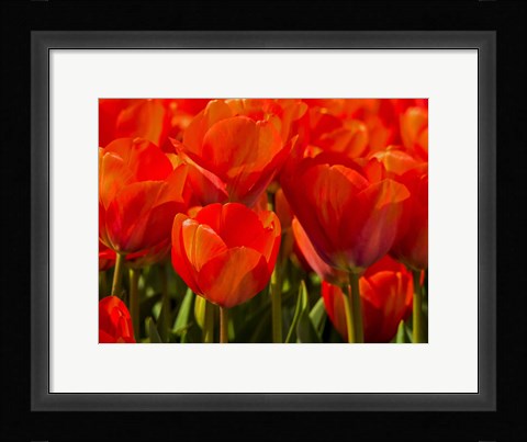 Framed Red Tulips In Mass, Nord Holland, Netherlands Print