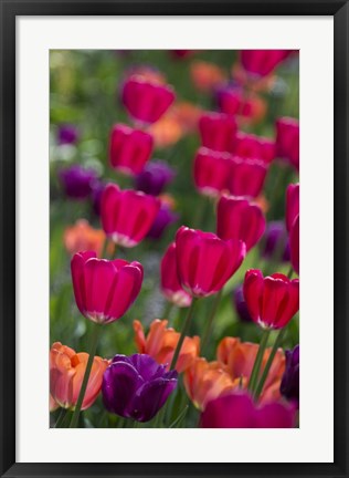Framed Bright Spring Tulips 2 Print