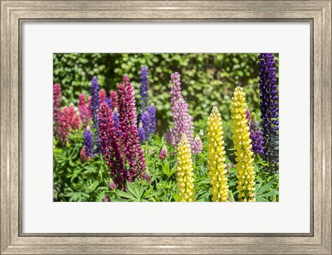 Framed Colorful Lupines Print