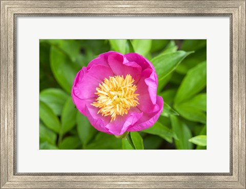 Framed Peony Janice Print