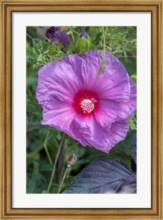 Framed Pink Hibiscus Print