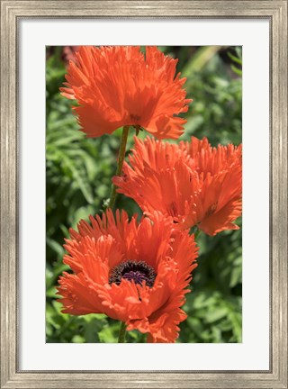 Framed Orange Oriental Poppies Print