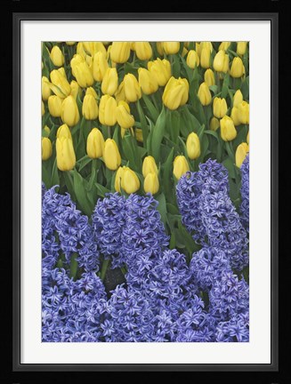 Framed Hyacinth And Yellow Tulips In Garden, Las Vegas Print