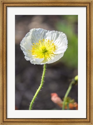 Framed White Poppy Garden Print