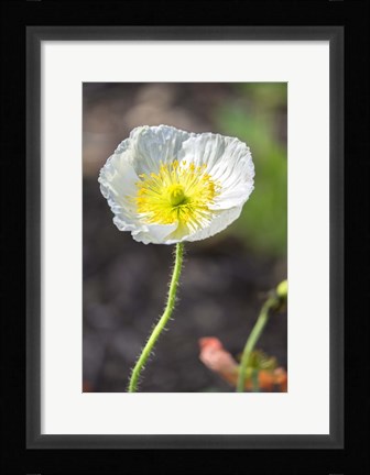 Framed White Poppy Garden Print