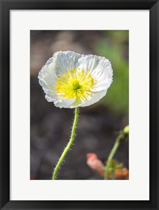 Framed White Poppy Garden Print