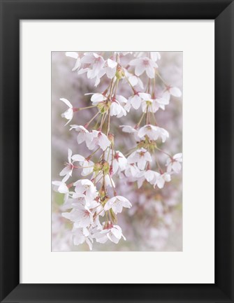 Framed Cherry Tree Blossoms Close-Up, Seabeck, Washington State Print