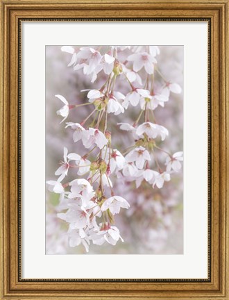 Framed Cherry Tree Blossoms Close-Up, Seabeck, Washington State Print