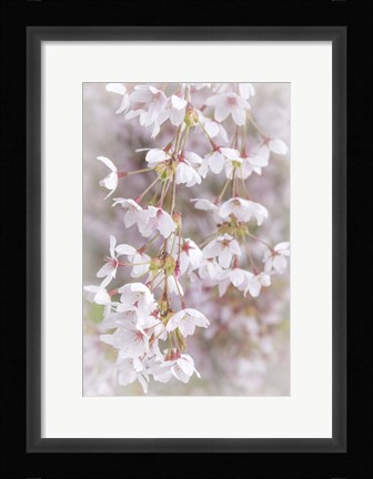 Framed Cherry Tree Blossoms Close-Up, Seabeck, Washington State Print