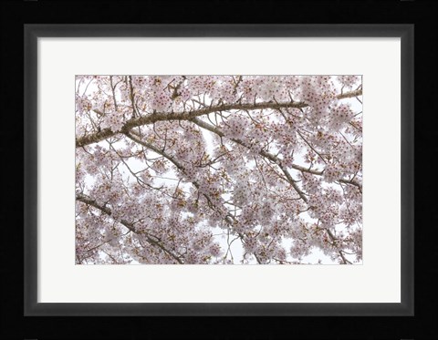 Framed Cherry Tree Blossoms, Seabeck, Washington State Print