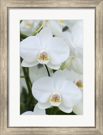 Framed White Orchid Blooms Print