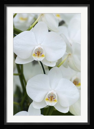 Framed White Orchid Blooms Print