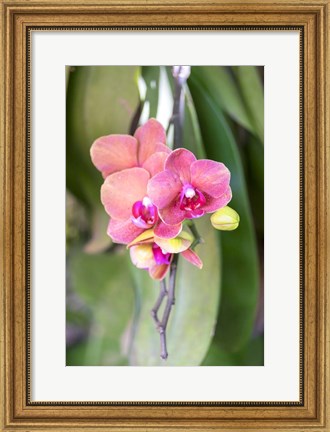 Framed Orchid, USA Print