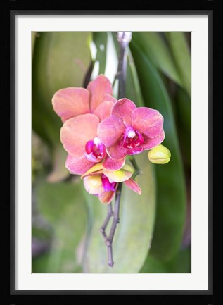 Framed Orchid, USA Print