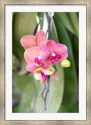 Framed Orchid, USA Print