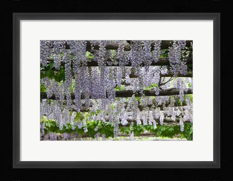 Framed Spring Blossoms, Capri, Campania, Italy Print