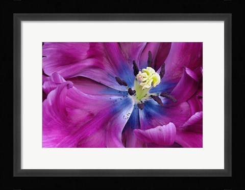 Framed Tulip Closeup, Keukenhof Gardens, Lisse, Netherlands, Holland Print