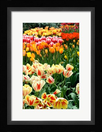 Framed Keukenhof Gardens, Lisse, Netherlands Print
