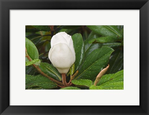 Framed Saucer Magnolia Print