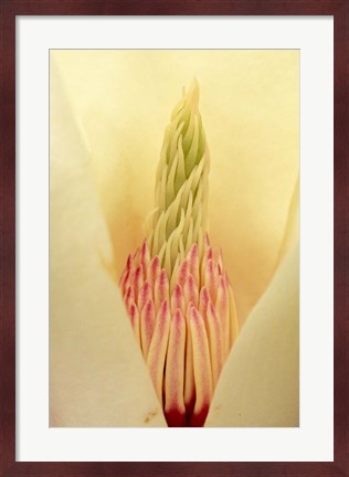 Framed Closeup of Yulan Magnolia blossom Print
