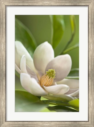 Framed Magnolia Tree Flower Blossom Print