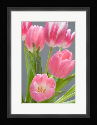 Framed Pink Tulips Print