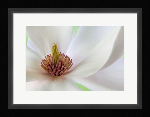 Framed Detail of Magnolia Flower Print
