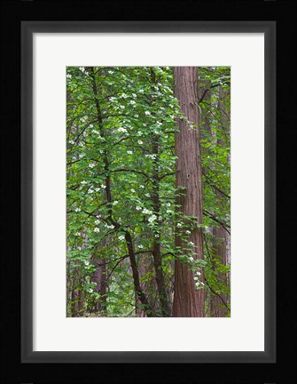 Framed Flowering dogwood tree Yosemite NP, CA Print
