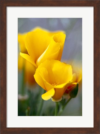 Framed Poppies, Antelope Valley, California Print