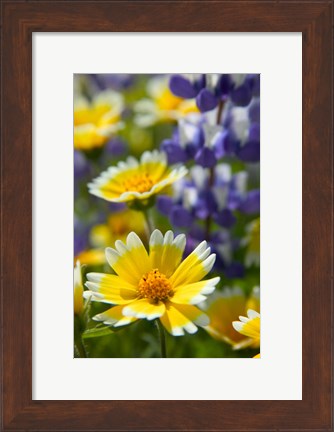 Framed Tiddy Tips and Lupine, Shell Creek, California Print