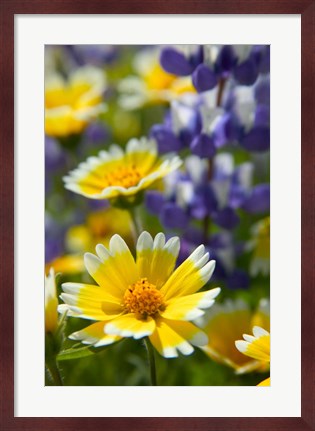 Framed Tiddy Tips and Lupine, Shell Creek, California Print