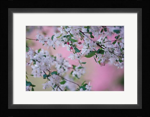 Framed Weeping Cherry Tree Blossoms, Louisville, Kentucky Print