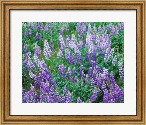 Framed Lupine Meadow and Oregon white oaks, Columbia River Gorge National Scenic Area, Oregon Print