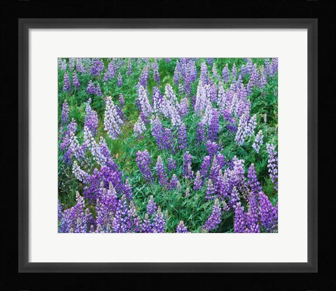 Framed Lupine Meadow and Oregon white oaks, Columbia River Gorge National Scenic Area, Oregon Print