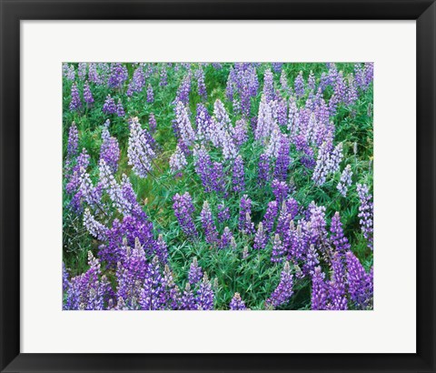 Framed Lupine Meadow and Oregon white oaks, Columbia River Gorge National Scenic Area, Oregon Print