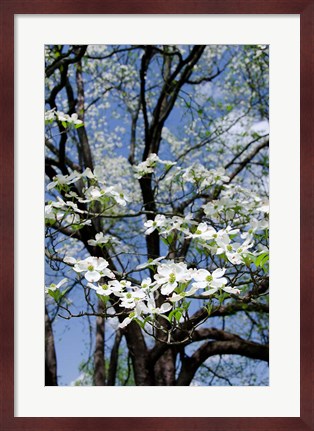 Framed USA, Tennessee, Nashville Flowering dogwood tree at The Hermitage Print